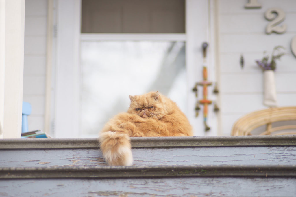 日向ぼっこしてこちらをじっと見つめている猫の写真